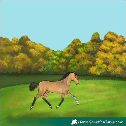 Horse Color:Buckskin Tobiano