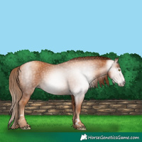Horse Color:Gray Gold Champagne 