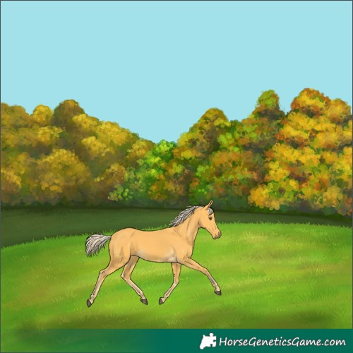 Horse Color:Palomino 