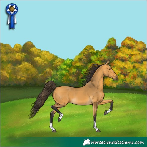 Horse Color:Buckskin Tobiano 