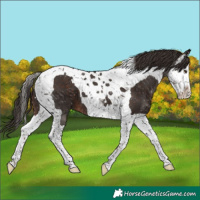 Horse Color:Liver Chestnut Splash Tobiano 