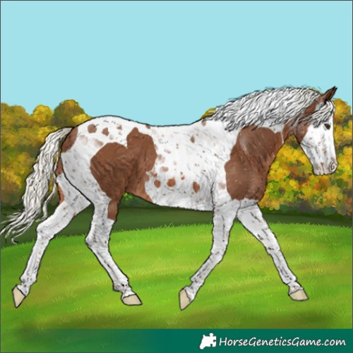 Horse Color:Chestnut Mushroom Splash Tobiano 