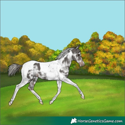 Horse Color:Liver Chestnut Ice Mushroom Tobiano 