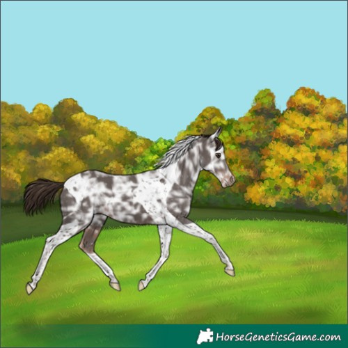 Horse Color:Liver Chestnut Ice Tobiano