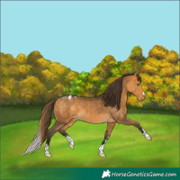 Horse Color:Buckskin Appaloosa
