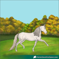 Horse Color:Perlino Appaloosa 