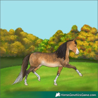 Horse Color:Buckskin 