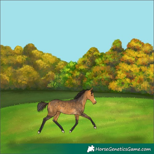 Horse Color:Buckskin