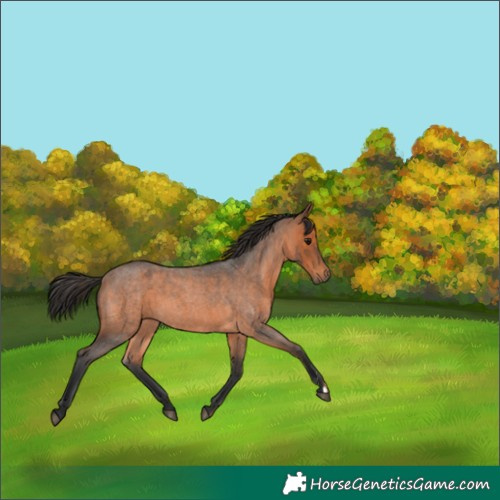 Horse Color:Bay Roan 