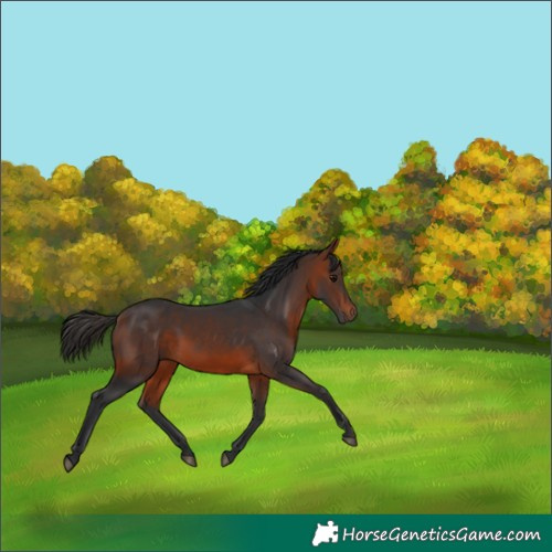 Horse Color:Bay 