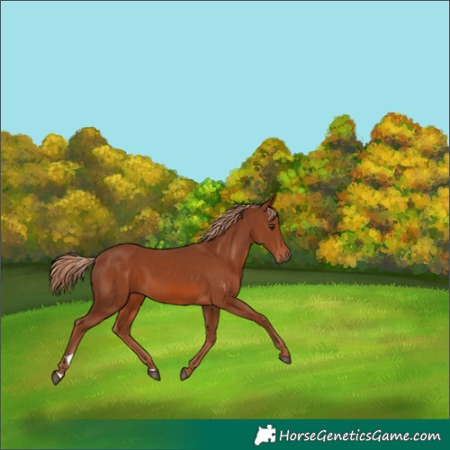 Horse Color:Chestnut 