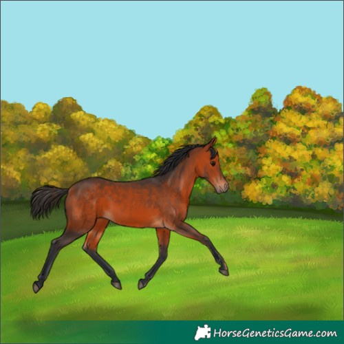 Horse Color:Bay 
