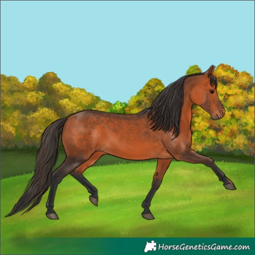 Horse Color:Bay 