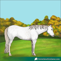 Horse Color:Gray Gold Champagne Appaloosa 