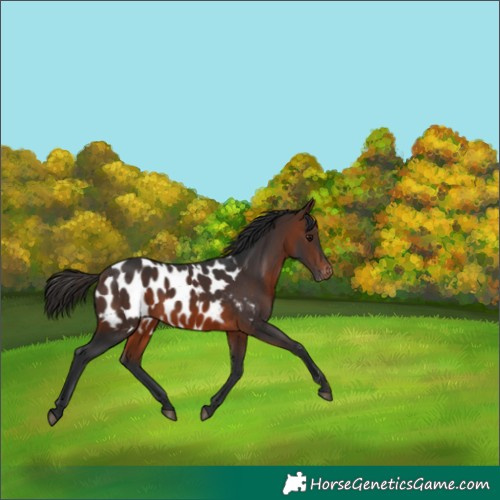 Horse Color:Brown Appaloosa 