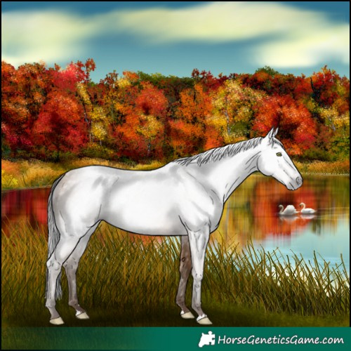Horse Color:Gray Amber Champagne
