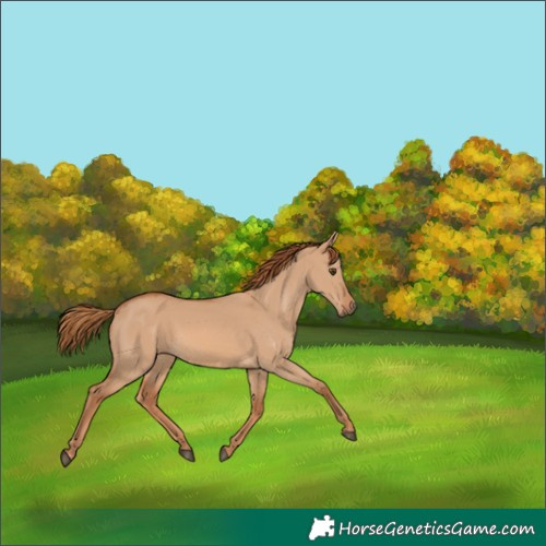 Horse Color:Red Dun 