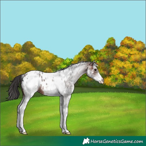 Horse Color:White Spotted Brown Roan Appaloosa 