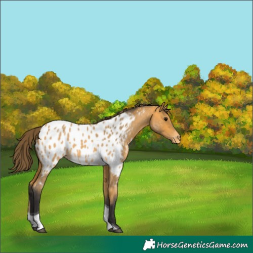 Horse Color:Buckskin Roan Tobiano Appaloosa 