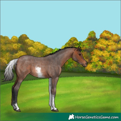 Horse Color:White Spotted Bay Roan