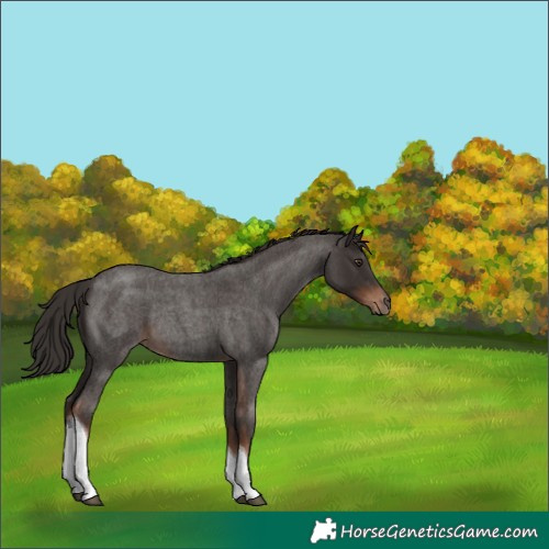 Horse Color:Liver Red Roan Tobiano Rabicano 