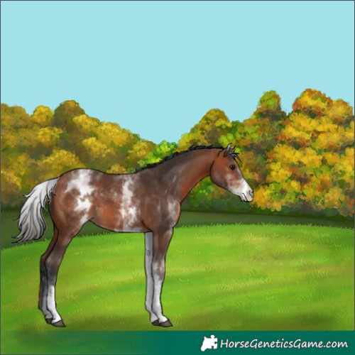 Horse Color:White Spotted Bay
