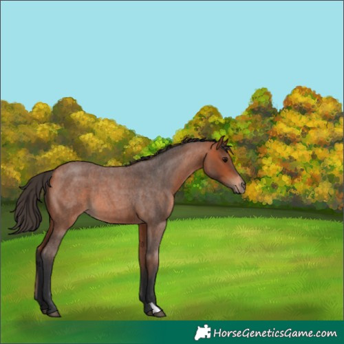 Horse Color:Bay Roan 