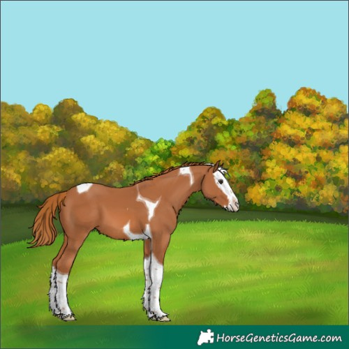 Horse Color:Chestnut Splash Tobiano