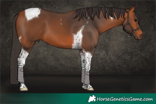 Horse Color:Bay Tobiano 