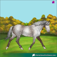 Horse Color:Gray Sable Champagne 