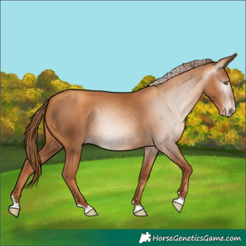 Horse Color:Gray Gold Champagne 