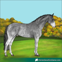 Horse Color:White Spotted Blue Roan Rabicano  and White Spotted Blue Roan Rabicano 