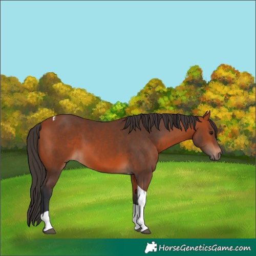 Horse Color:Bay Tobiano 