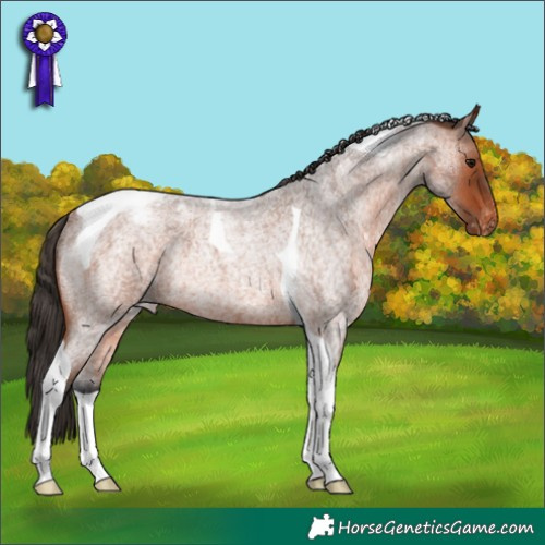 Horse Color:Bay Roan Tobiano Varnish Rabicano