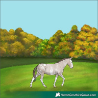 Horse Color:Classic Champagne Roan Sabino Splash Appaloosa