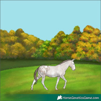 Horse Color:Classic Champagne Roan Sabino Splash Appaloosa