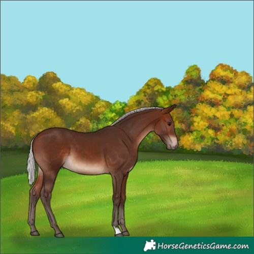 Horse Color:Silver Brown 