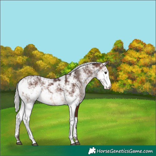 Horse Color:Silver Brown Sabino 