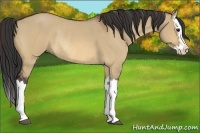 Horse Color:Bay Dun Splash Rabicano