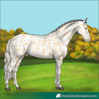 Horse Color:Palomino Appaloosa  and Gold Cream Champagne Appaloosa 