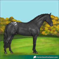 Horse Color:Black Appaloosa and Black Appaloosa