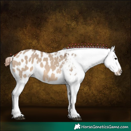 Horse Color:Bay Dun Appaloosa