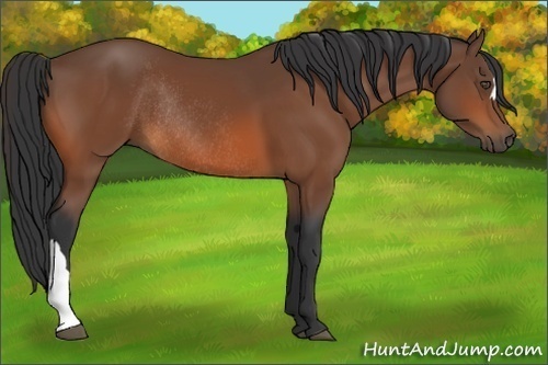 Horse Color:Bay Rabicano 