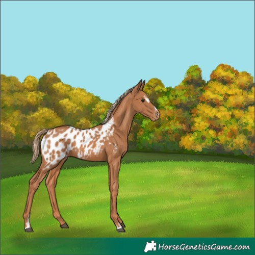 Horse Color:Chestnut Sabino Appaloosa