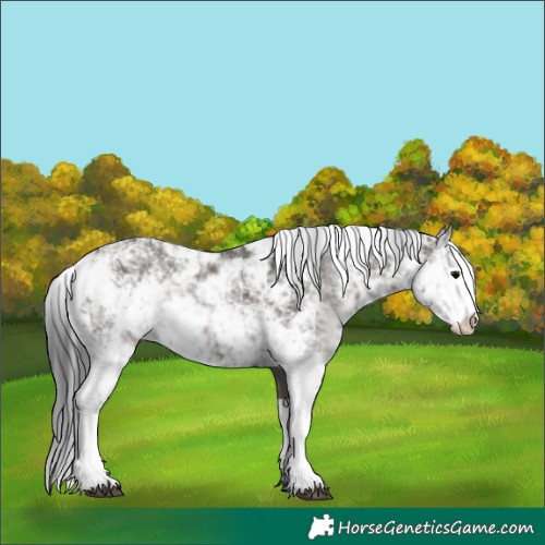 Horse Color:Grullo Sabino Rabicano 