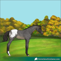 Horse Color:Buckskin Roan Snowcap