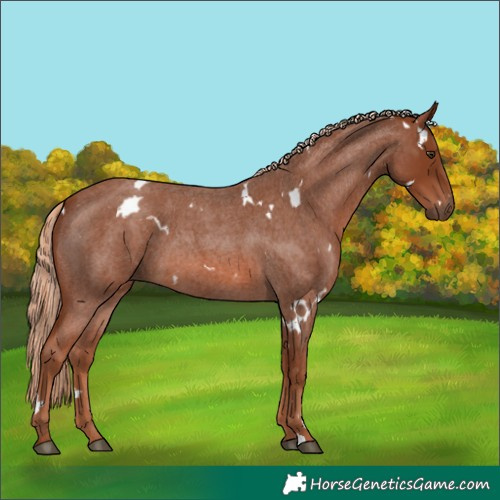 Horse Color:White Spotted Red Roan