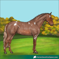 Horse Color:White Spotted Red Roan 