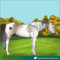 Horse Color:Gray Liver Red Dun Tobiano 