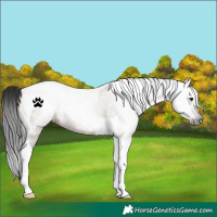 Horse Color:Gray Liver Red Dun Tobiano 
